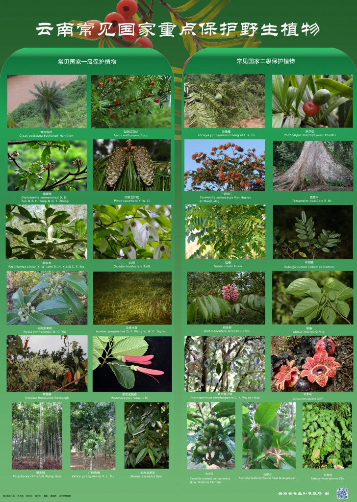 以案普法：危害国家重点保护植物罪